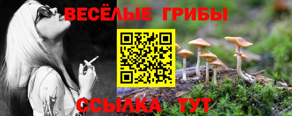 Псилоцибиновые грибы Psilocybe  Вход с VPN  Зима 